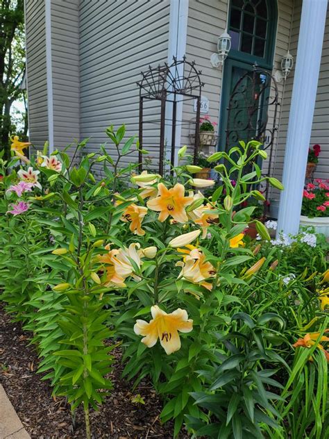 Photo of the entire plant of Lily (Lilium 'Zelmira') posted by ...