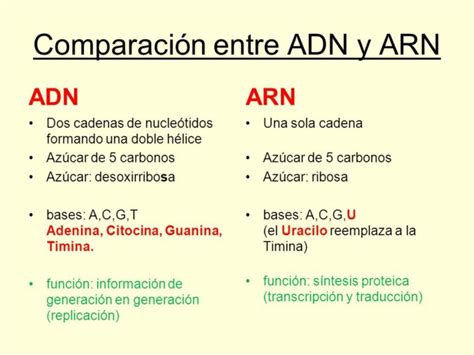 Cuadro Comparativo Entre Adn Y Arn Cuadro Comparativo