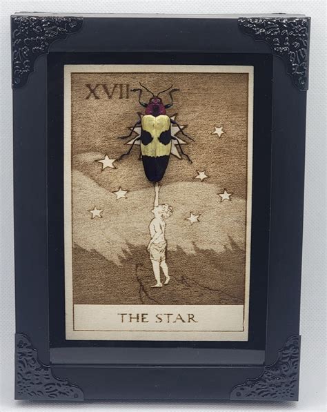 Preserved Insect Tarot Art - Etsy