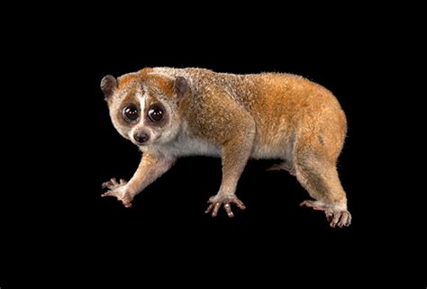 Pygmy Loris – Endangered Primate Rescue Center