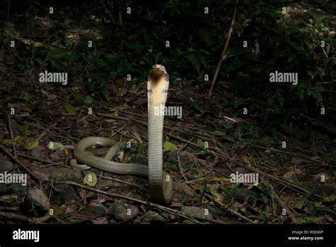 King Cobra Ophiophagus Hannah Is A Venomous Snake Species In The