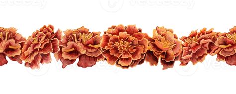 Marigold flowers seamless border. Tagetes floral botanical garland. Watercolor illustration ...