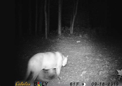 State Confirms 42nd 43rd Cougar Sighting In Michigan Since 08