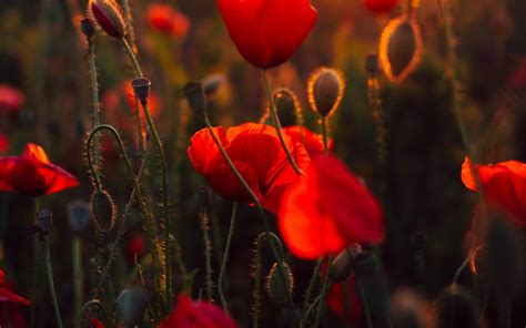 Poppy Flower Wallpapers (76 images) - WallpaperCat