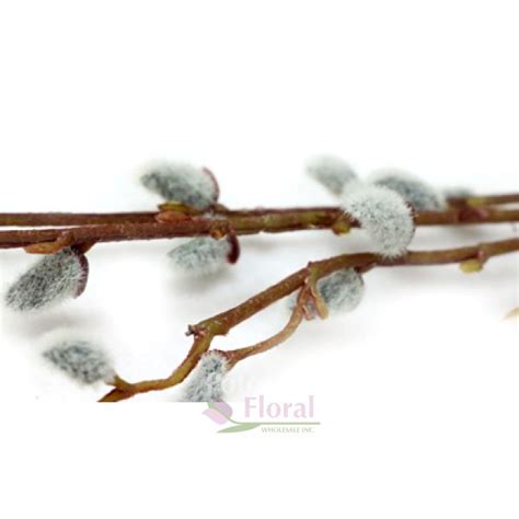Silk Pussy Willow Stem Gray Potomac Floral Wholesale