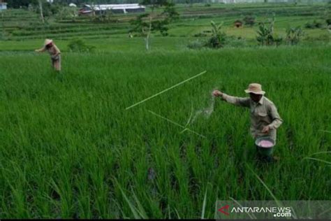 Padi Varietas Baru Dari Situbondo Bisa Selamatkan Pangan Jatim Genpi