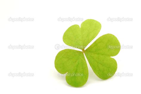 leaf stock photo  ctang