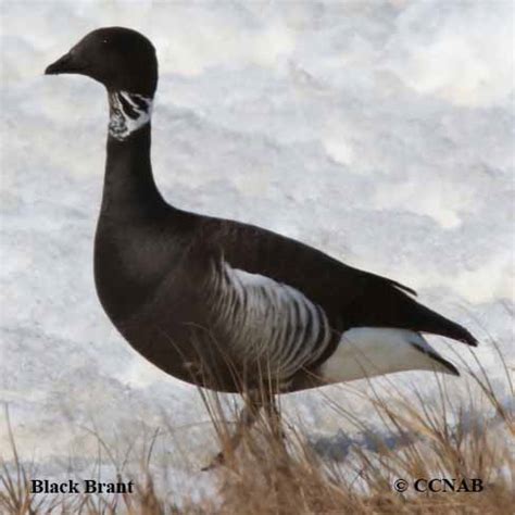 Black Brant (Branta nigricans nigricans) - BRAN