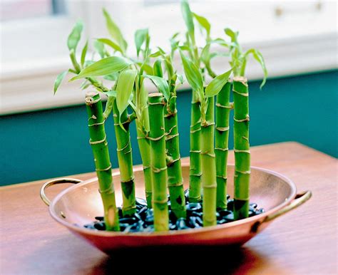 How To Repot Lucky Bamboo Plus An Easy Diy Project To Display It