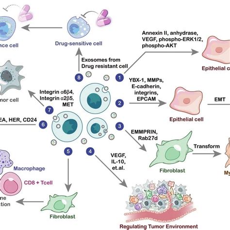 The Role Of Exosomal Proteins In Cancer Biology Exosomal Proteins Play