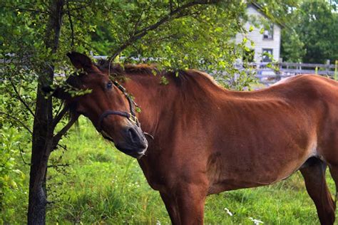 Ringworm in Horses - Symptoms, Causes, Diagnosis, Treatment, Recovery ...