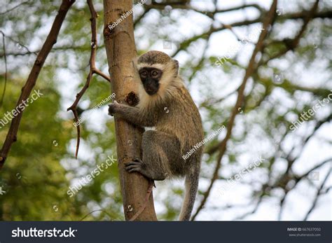 Vervet Monkey Scientific Name Chlorecebus Pygerythrus Stock Photo ...