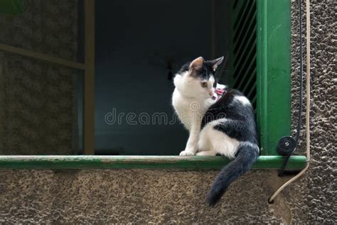 Gato En Travesa O De La Ventana Imagen De Archivo Imagen De Mascota