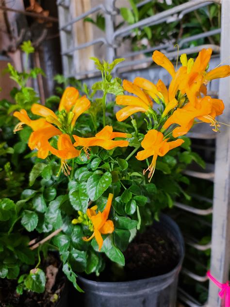 Cape honey Suckle yellow | Pinder's Nursery