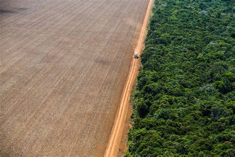 AMAZÔNIA LEGAL EM FOCO No Mato Grosso 89 do desmatamento é ilegal