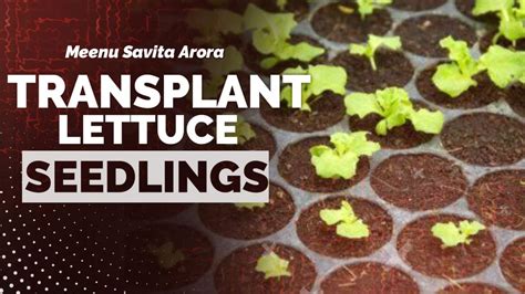 How To Transplant Lettuce Seedlings Grow Lettuce In Pots Lettuce