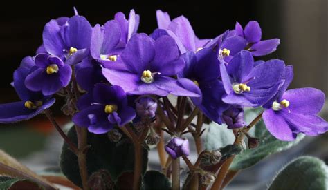 How To Make African Violet Soil Mix A Comprehensive Guide To