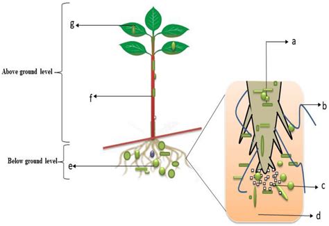 A Diagram Of Endophytes Interactions And Infiltration Into Plant Roots