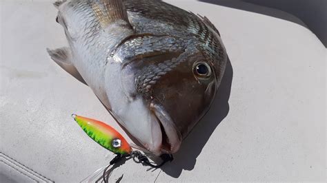 Jigging Express Barra De Navidad Jal Pacific Porgy On A Jig Youtube