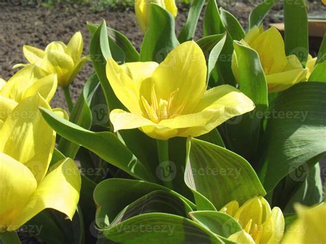 Spring background with beautiful yellow tulips grows 5964920 Stock ...