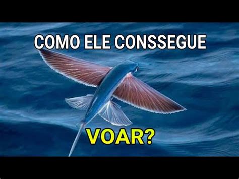 Como Os Peixes Voadores Fazem Pra Voar Youtube