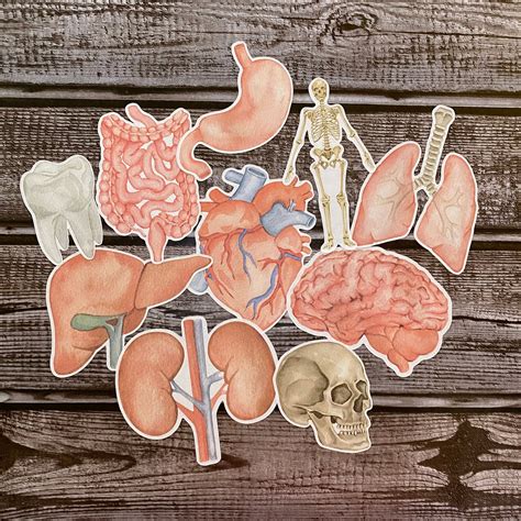 Human Anatomy Sticker Pack Organ Systems Medical Student Etsy