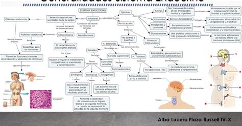 Sistema Endocrino Generalidades Fisiolog A Medica The Best Porn Website