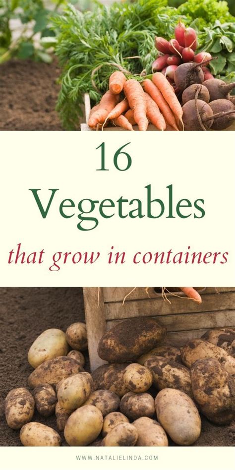 16 Vegetables That Grow In Containers Artofit