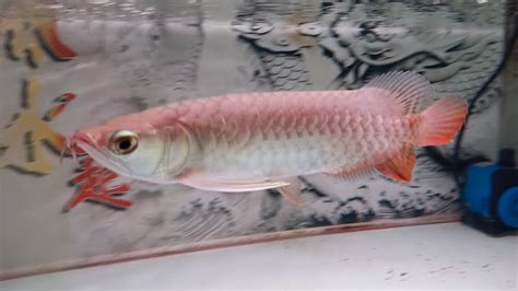 Progress Ikan Arwana Golden Red Hb 20cm Tanggal 21 January 2024 Youtube