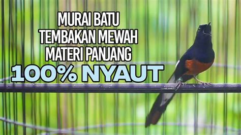 Pancingan MURAI BATU Isian PANJANG Full Durasi 100 SUKSES Bikin Lawan