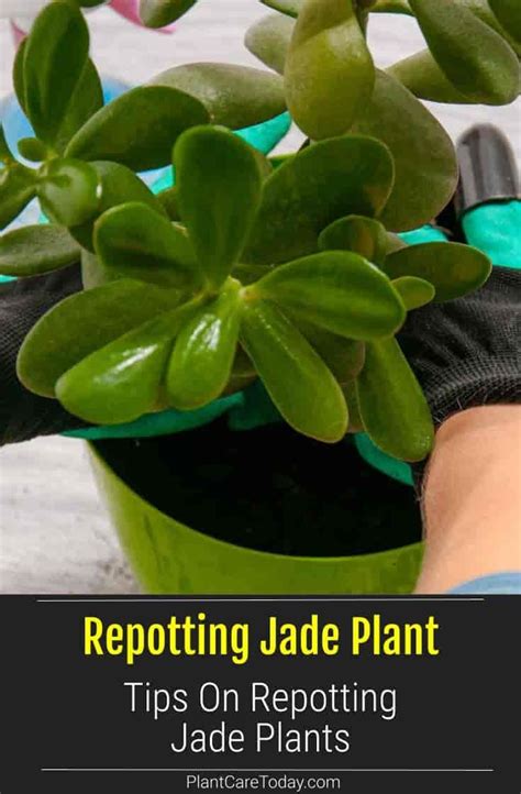 Repotting Jade Plants Tips And Techniques