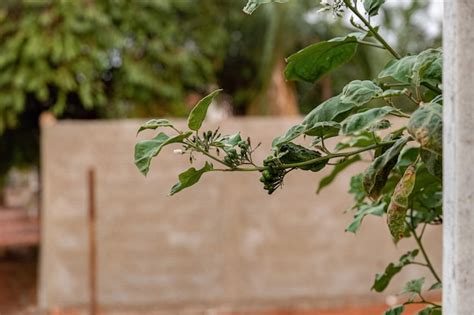 Planta Flores Comumente Conhecida Como Jurubeba Uma Erva Moura