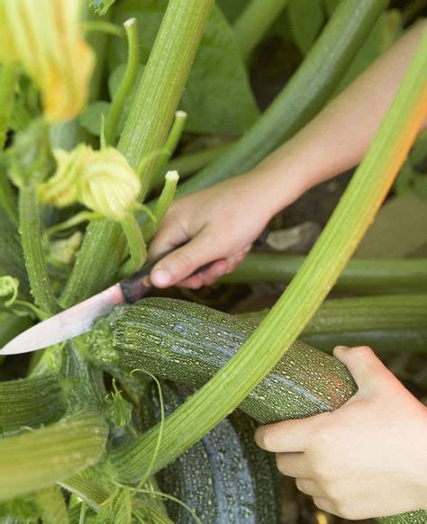 Zucchini 101:Growing and Harvesting this Super Squash | Growing ...