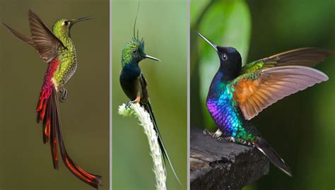 15 Strange And Beautiful Hummingbird Species - Amazing Nature