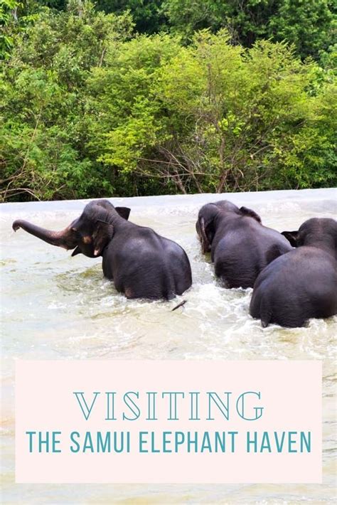 Looking For An Elephant Sanctuary In Koh Samui Thailand Check Out The