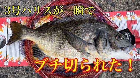 3号ハリスが一瞬でブチ切られた！【チヌ釣り 黒鯛 ヘチ釣り 落とし込み】 釣り動画