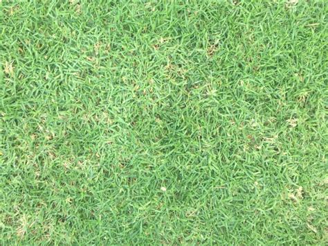 Patch of green grass | Free Textures