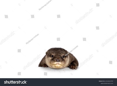 Smiling Otter