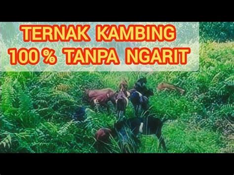 Solusi Ternak Kambing Tanpa Ngarit Youtube