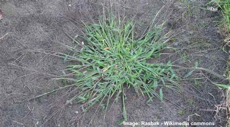 Florida Grass Weeds Identification