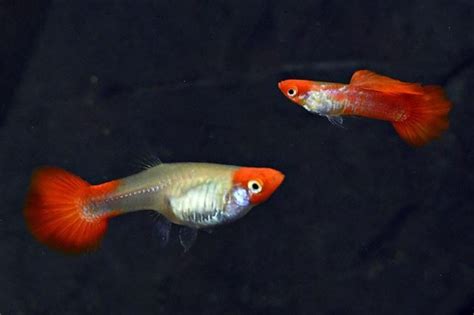 Paar Guppy Albino Koi Red Ear Poecilia Reticulata