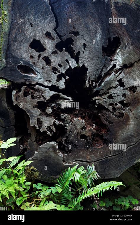 Cross Section Of Hollowed Out Tree Trunk Prairie Creek Redwoods State Park Humboldt County