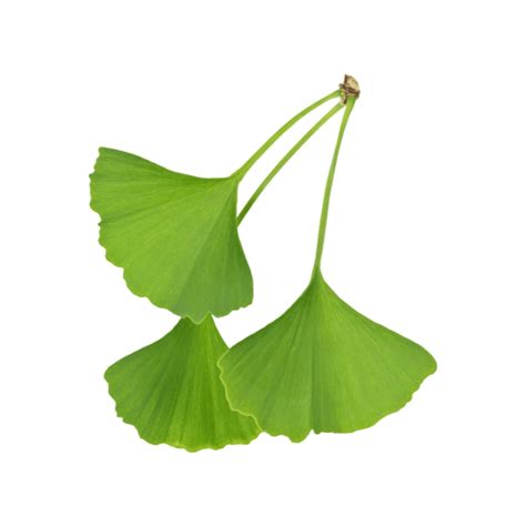 Macérat De Bourgeon De Ginkgo Biloba Bienfaits En Gemmothérapie France Minéraux