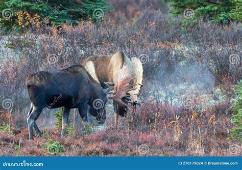 Alaska Yukon Bull Moose Fighting In Autumn In Denali National Park