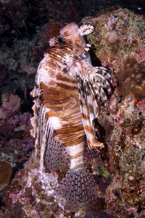 Lionfish Swimming Around A Coral Reef Under The Sea Stock Image Image