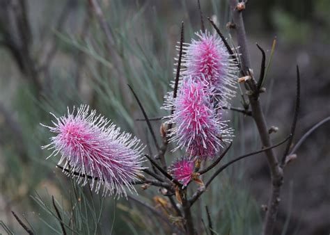 Western Australian Plants Proteaceae