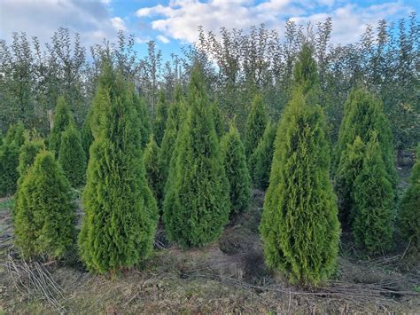 Tuja Szmaragd Cm Ywotnik Zachodni Smaragd Thuja Occidentalis