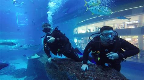 Scuba Diving in the Dubai Aquarium at the Dubai Mall - UponArriving