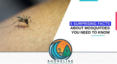 5 Surprising Facts About Mosquitoes You Need To Know Shoreline