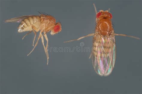 Vinegar Fly Fruit Fly Drosophila Melanogaster All Life Stages Egg Larvae Pupa And Adult